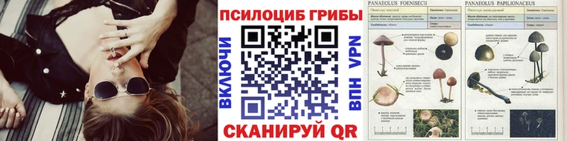 Галлюциногенные грибы Psilocybe  Костерёво 